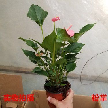 適合家里養的18種花卉與蔬菜